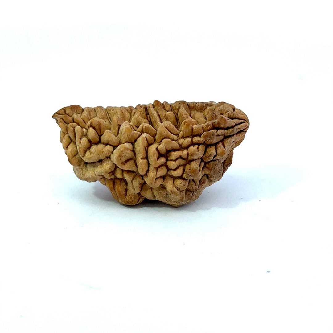 1 Mukhi South Indian Rudraksha