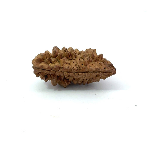 1 Mukhi South Indian Rudraksha