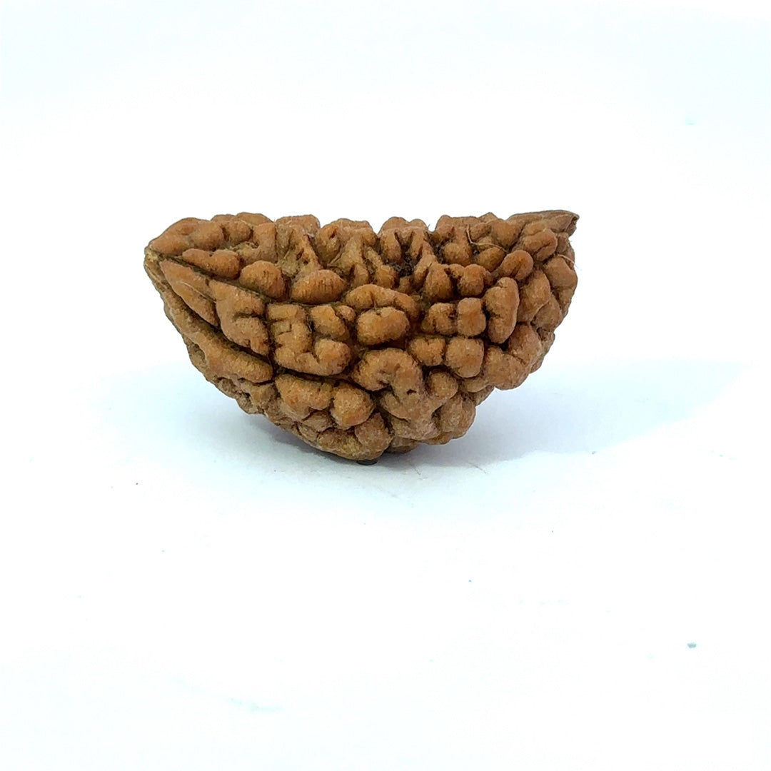 1 Mukhi South Indian Rudraksha