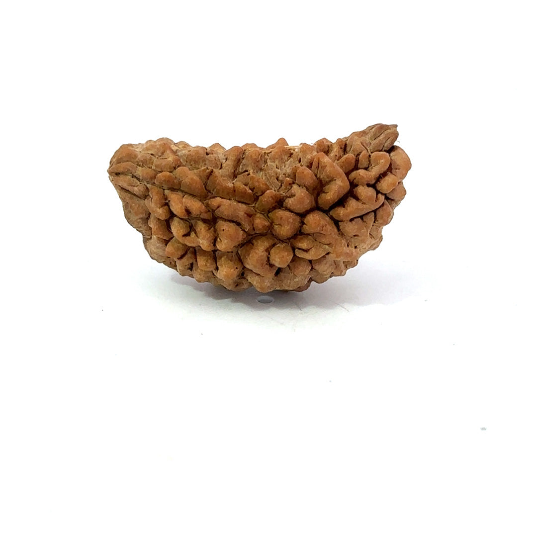 1 Mukhi South Indian Rudraksha