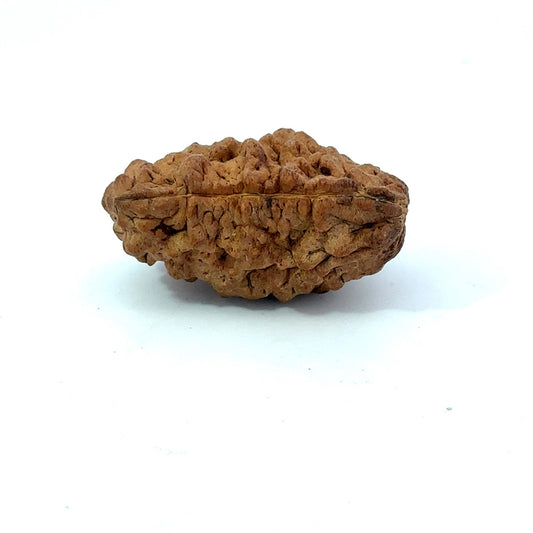 1 Mukhi South Indian Rudraksha