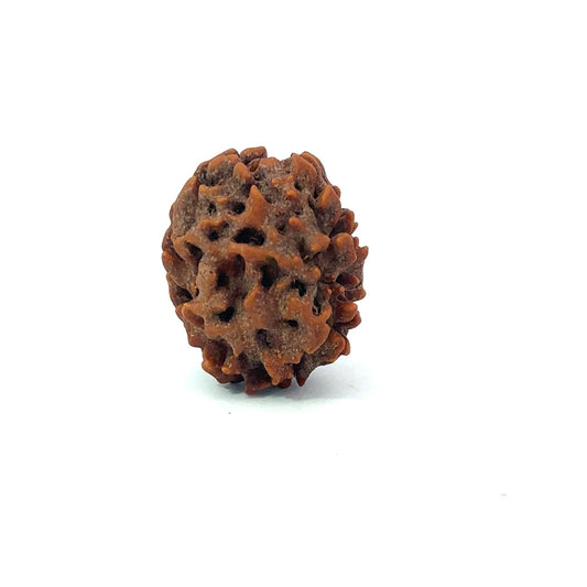 2 Mukhi Rudraksha (Gauri–Shankar Swaroop)