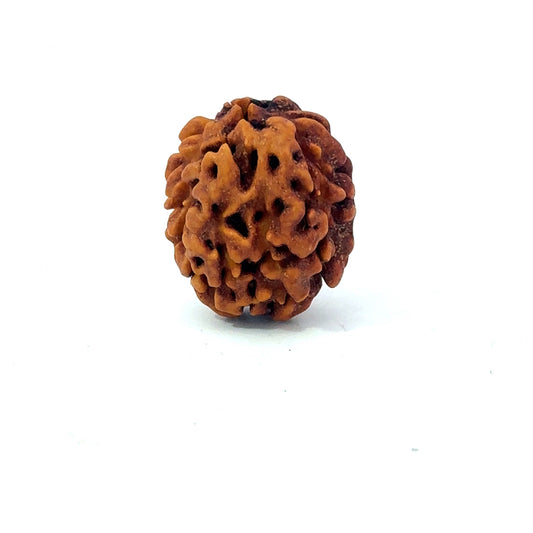 2 Mukhi Rudraksha (Gauri–Shankar Swaroop)