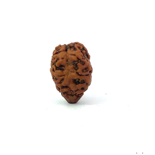2 Mukhi Nepali Rudraksha (Authentic Nepal Origin)