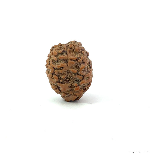 2 Mukhi Nepali Rudraksha (Authentic Nepal Origin)