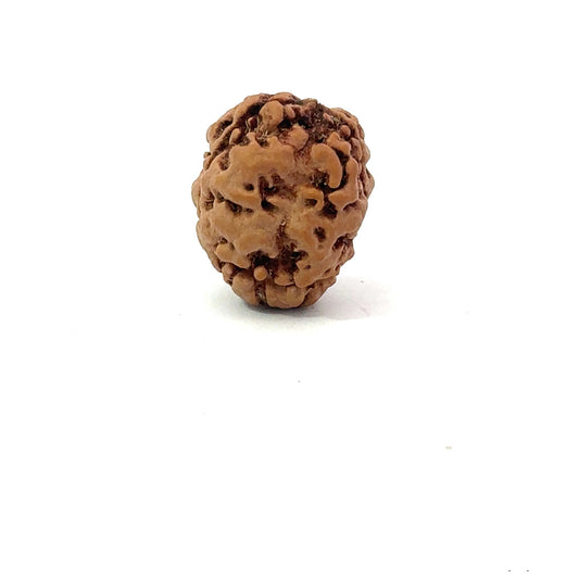2 Mukhi Nepali Rudraksha (Authentic Nepal Origin)
