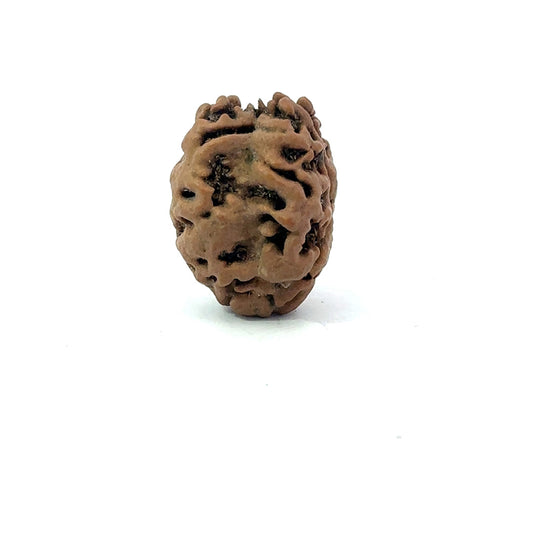 2 Mukhi Nepali Rudraksha (Authentic Nepal Origin)
