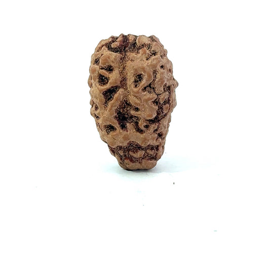 2 Mukhi Nepali Rudraksha (Authentic Nepal Origin)