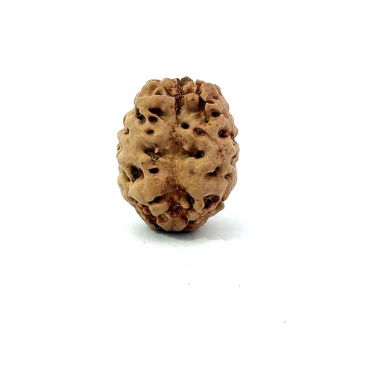 2 Mukhi Nepali Rudraksha (Authentic Nepal Origin)