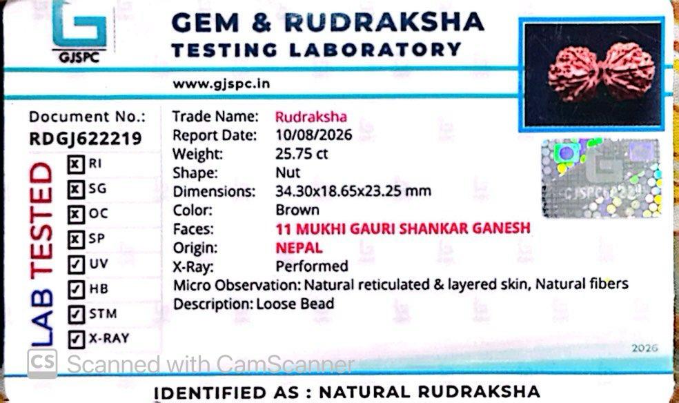 Nepali 11 Mukhi Gauri Shankar Rudraksha