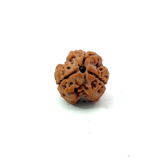 3 Mukhi Nepali Rudraksha (Authentic Nepal Origin)