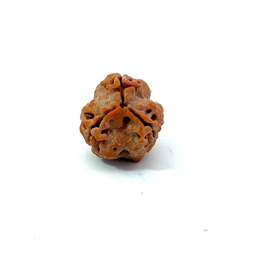 3 Mukhi Nepali Rudraksha (Authentic Nepal Origin)