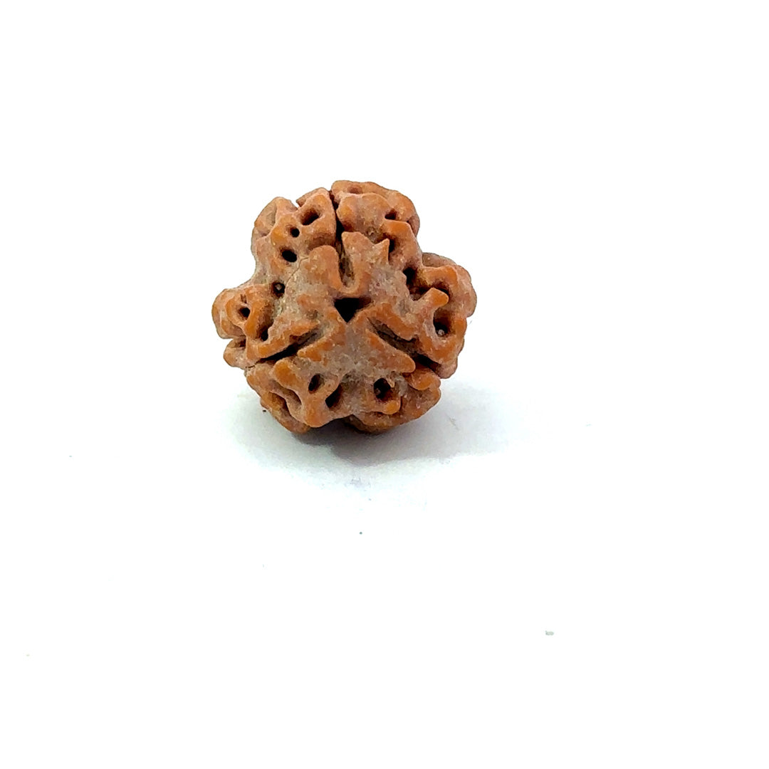 3 Mukhi Nepali Rudraksha (Authentic Nepal Origin)