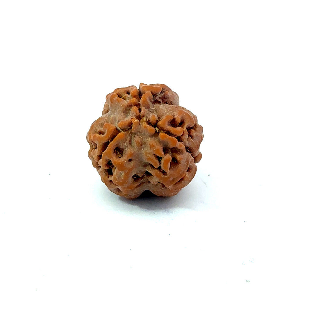3 Mukhi Nepali Rudraksha (Authentic Nepal Origin)