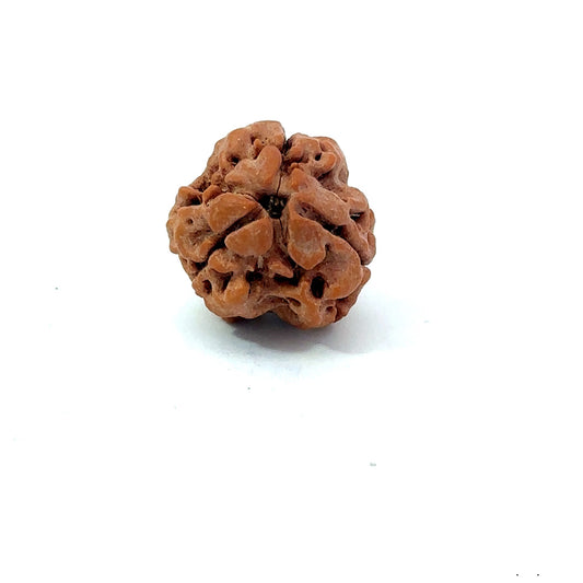3 Mukhi Nepali Rudraksha (Authentic Nepal Origin)