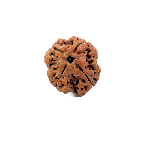 4 Mukhi Nepali Rudraksha