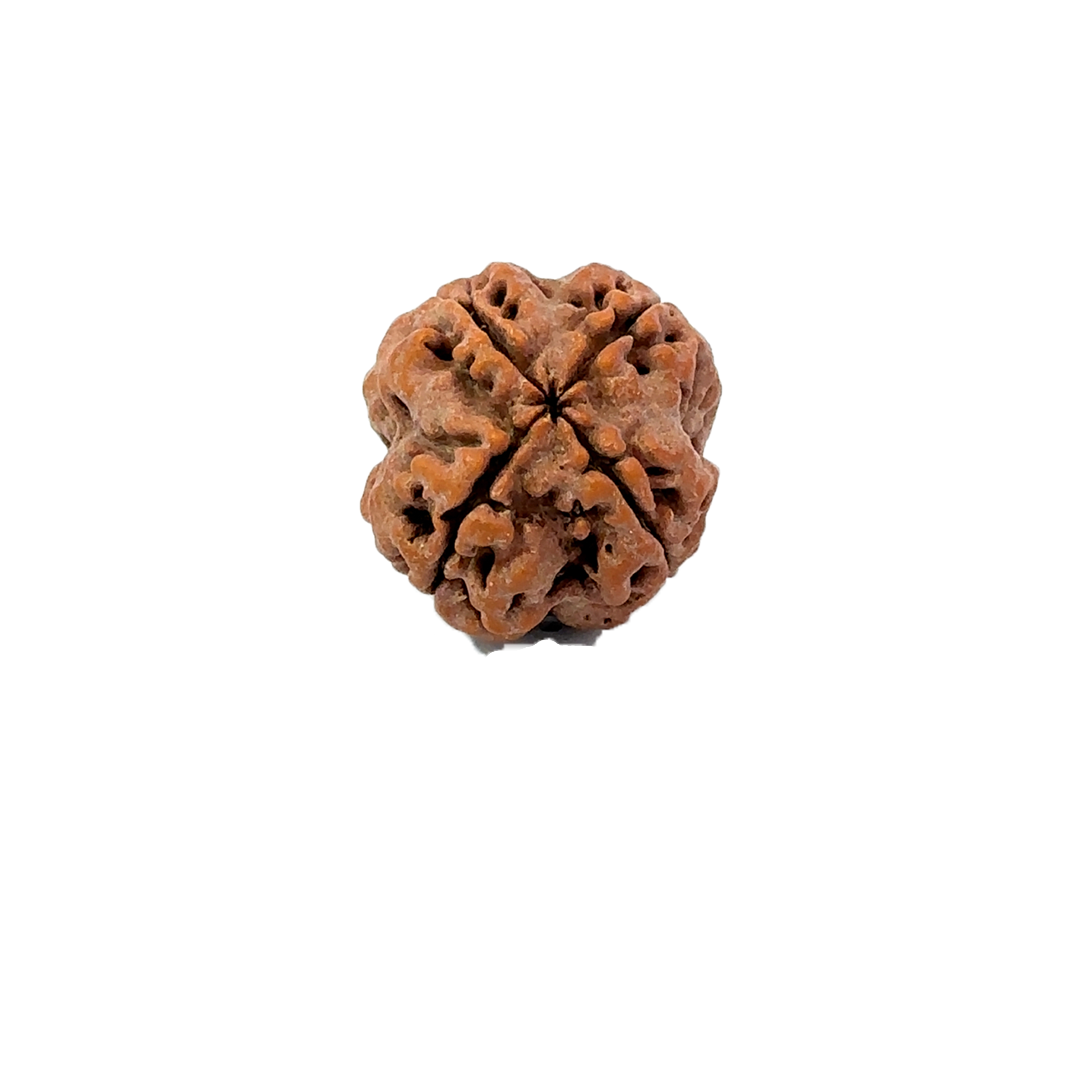 4 Mukhi Nepali Rudraksha