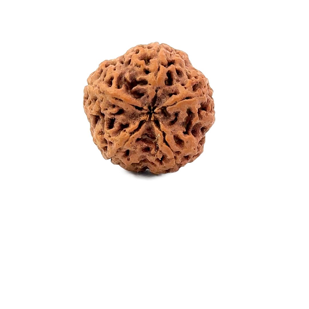 5 Mukhi Nepali Rudraksha
