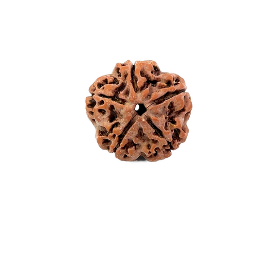 5 Mukhi Nepali Rudraksha