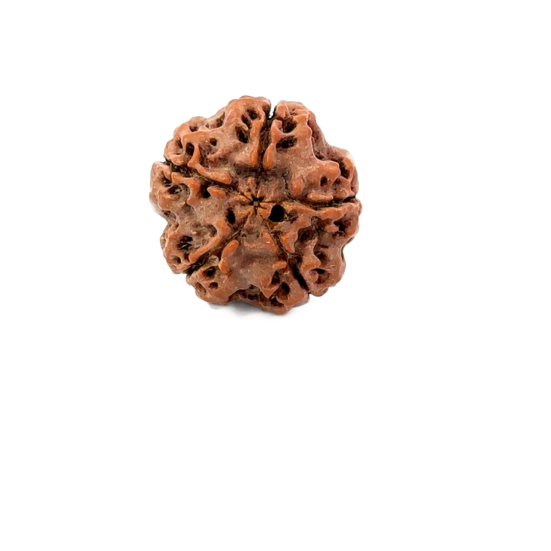 5 Mukhi Nepali Rudraksha