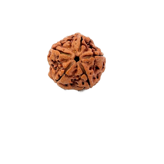 5 Mukhi Nepali Rudraksha