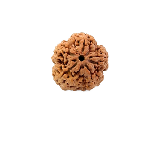 5 Mukhi Nepali Rudraksha