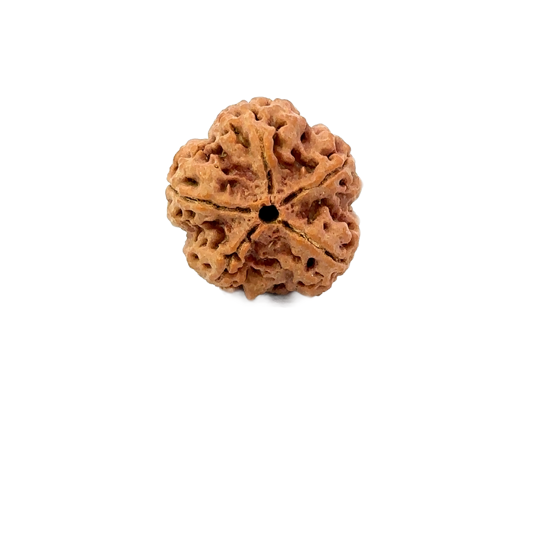 5 Mukhi Nepali Rudraksha