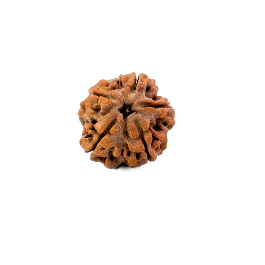5 Mukhi Nepali Rudraksha