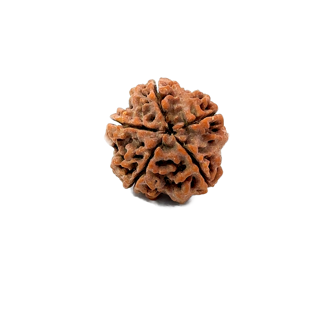 5 Mukhi Nepali Rudraksha