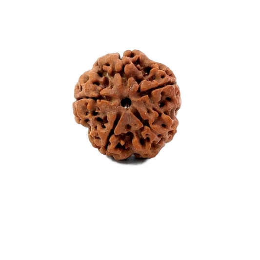 5 Mukhi Nepali Rudraksha