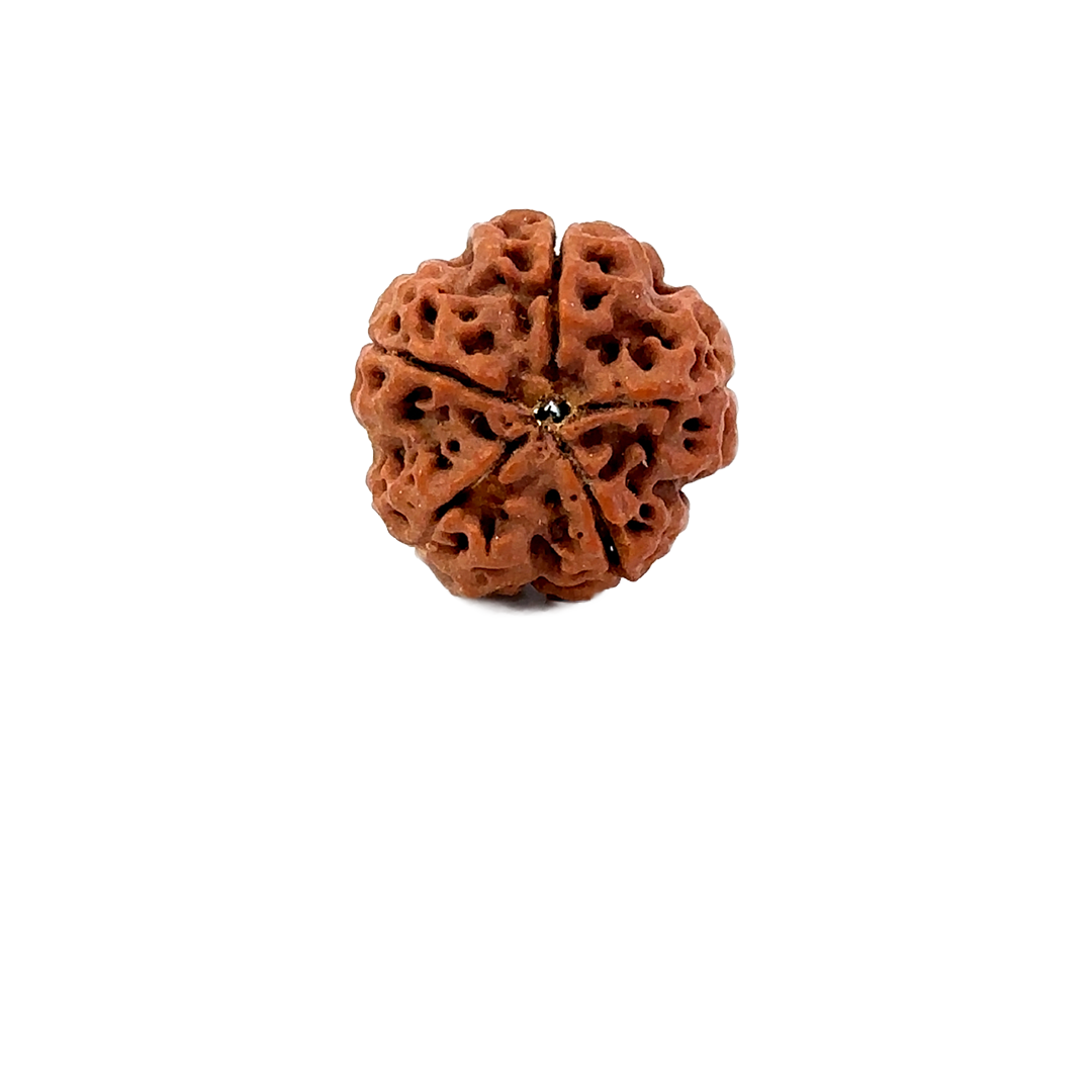5 Mukhi Nepali Rudraksha