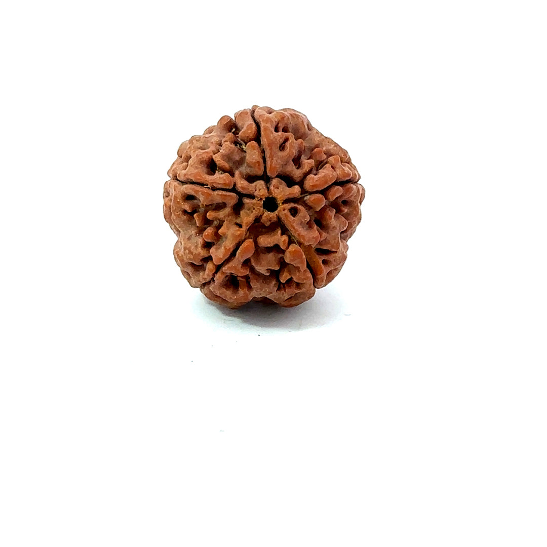 5 Mukhi Nepali Rudraksha