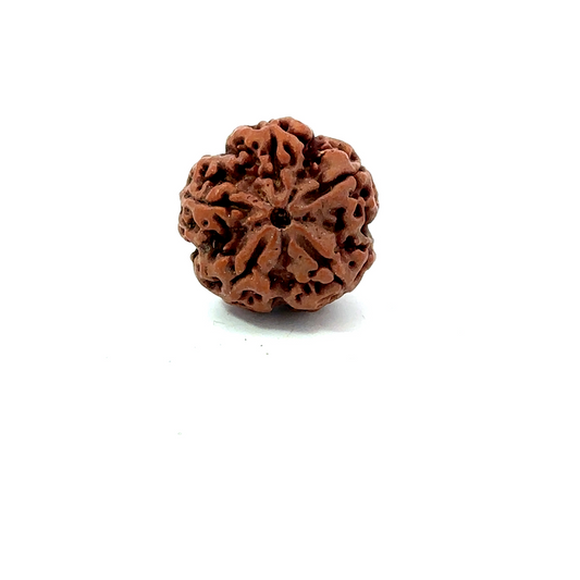 5 Mukhi Nepali Rudraksha