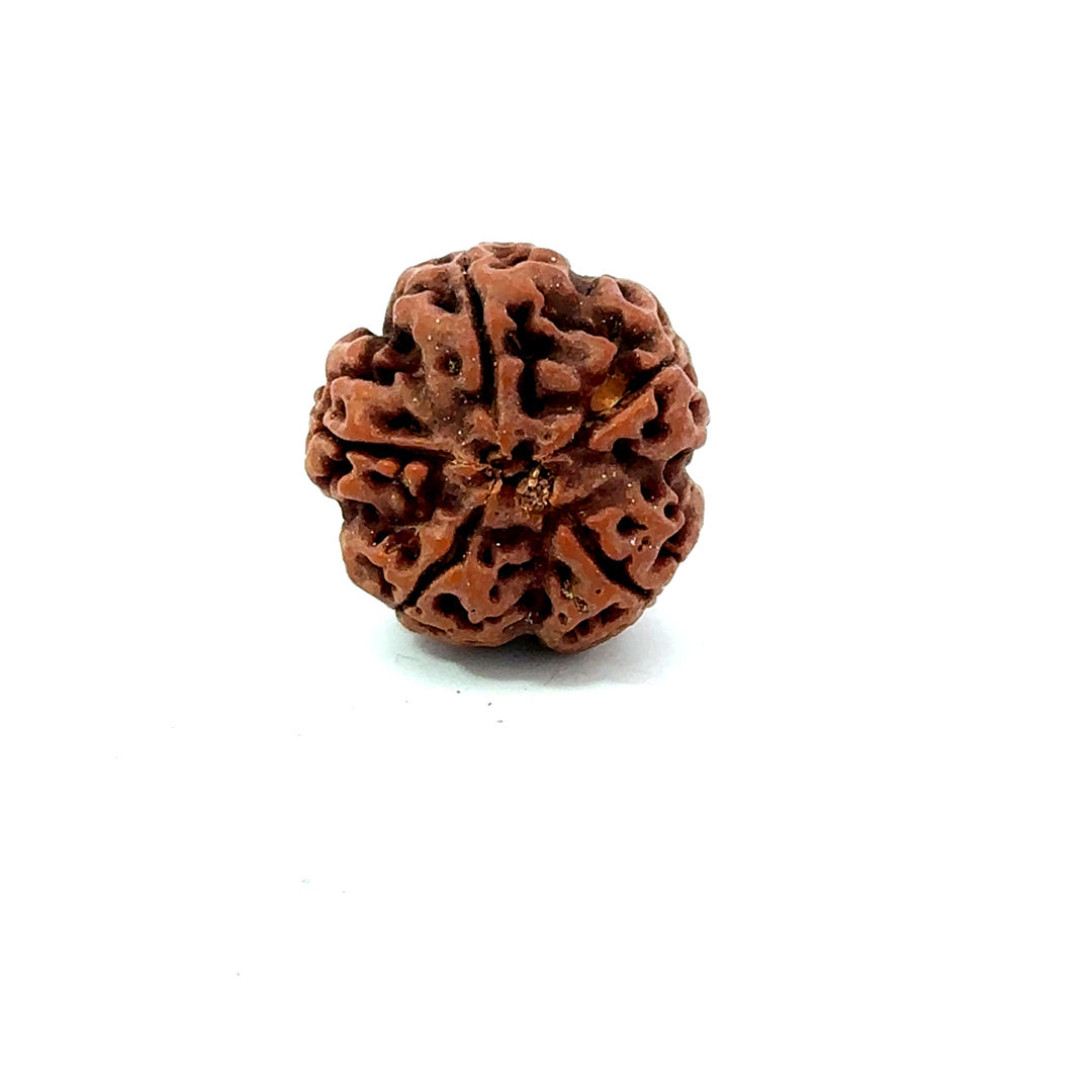 5 Mukhi Nepali Rudraksha