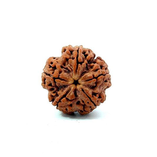 5 Mukhi Nepali Rudraksha