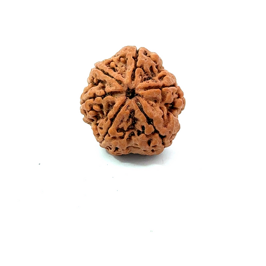 6 Mukhi Nepali Rudraksha