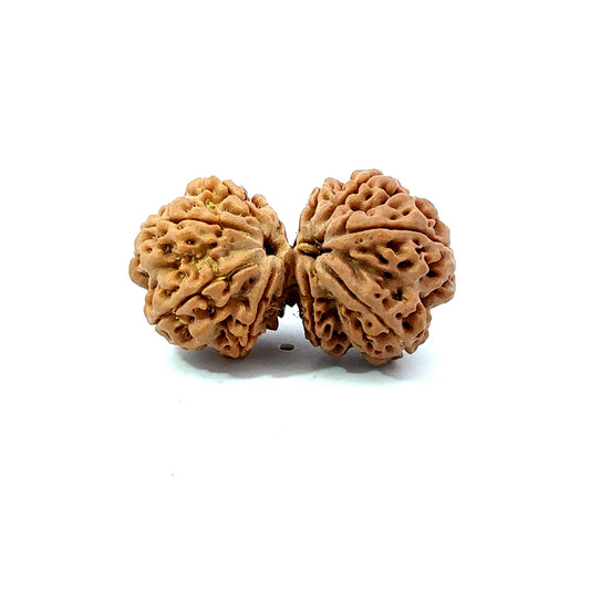 Gauri Shankar Rudraksha Nepali