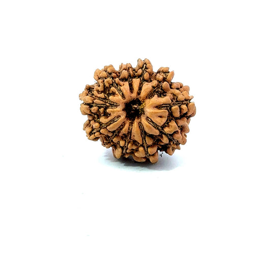 11 Mukhi Nepali Rudraksha