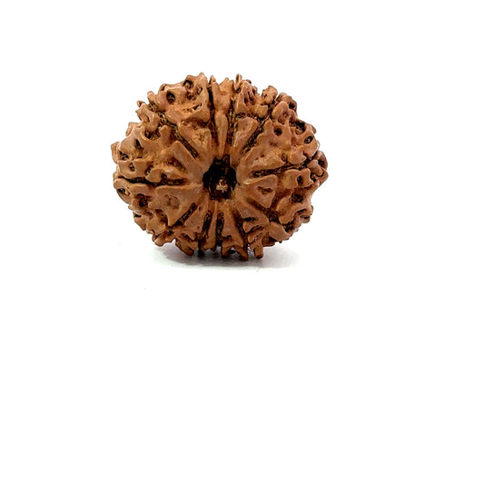 11 Mukhi Nepali Rudraksha
