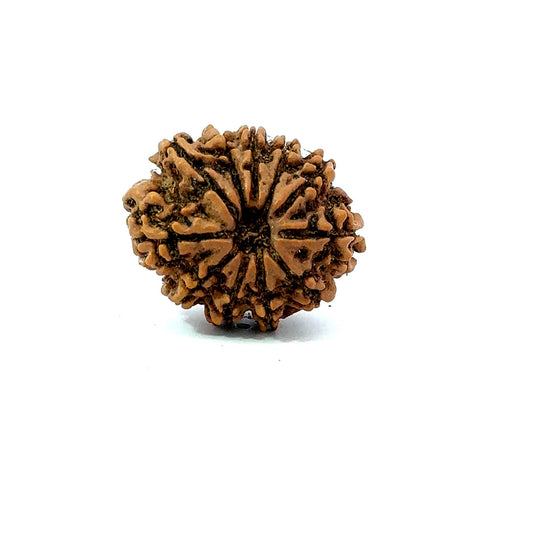 11 Mukhi Nepali Rudraksha