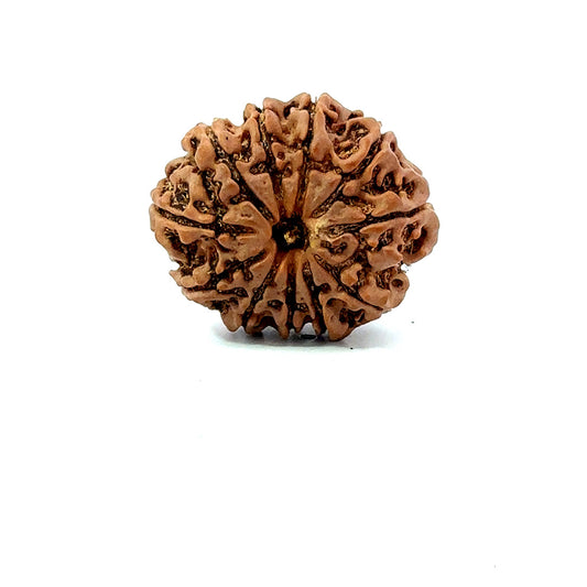 11 Mukhi Nepali Rudraksha