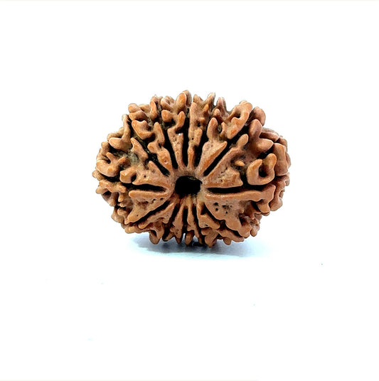🌿 12 Mukhi Nepali Rudraksha (Natural & Certified) Small