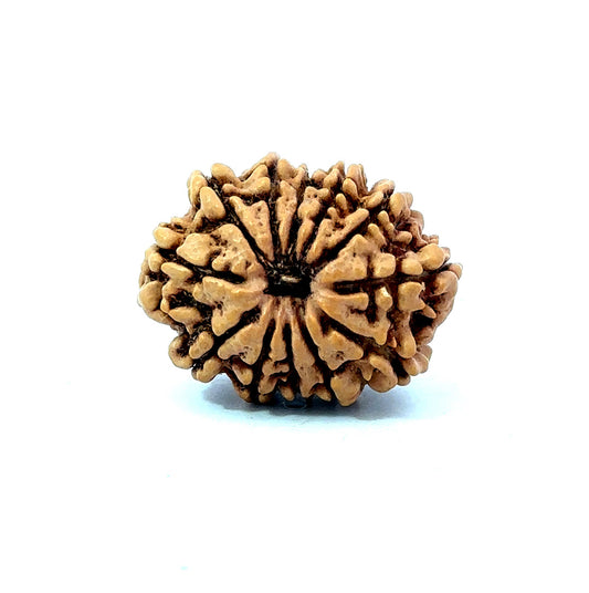 🌿 12 Mukhi Nepali Rudraksha (Natural & Certified) Small