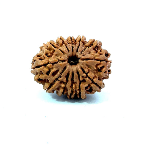 🌿 12 Mukhi Nepali Rudraksha (Natural & Certified) Antik