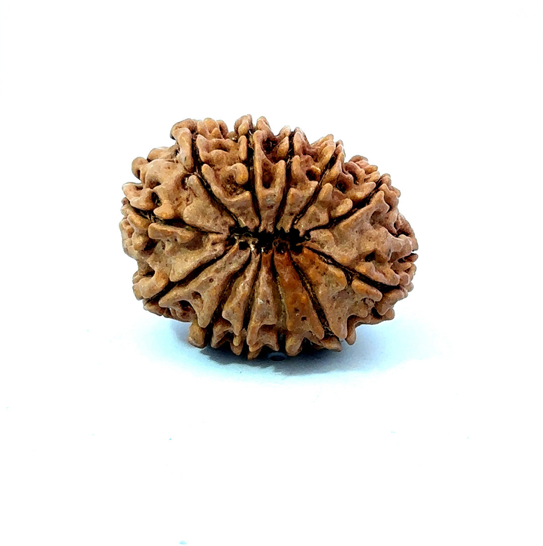 šæ 12 Mukhi Nepali Rudraksha (Natural & Certified) Antik