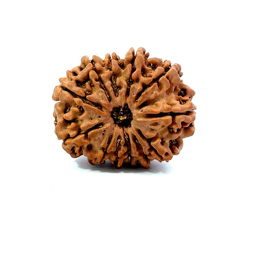 🌿 12 Mukhi Nepali Rudraksha (Natural & Certified) Big