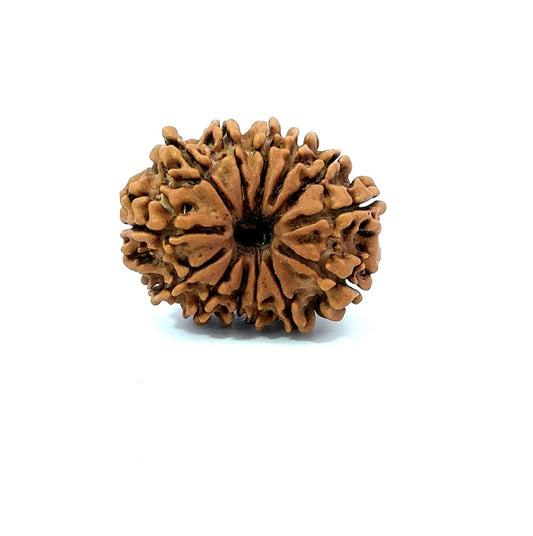 ✨ Benefits of 13 Mukhi Rudraksha (Natural & Certified) Small
