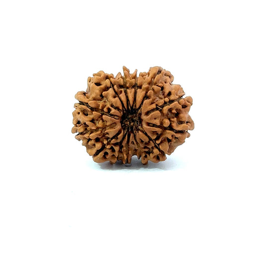 ✨ Benefits of 13 Mukhi Rudraksha (Natural & Certified) Small