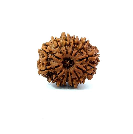 ✨ Benefits of 13 Mukhi Rudraksha (Natural & Certified) Small