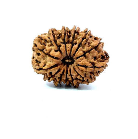 ✨ Benefits of 13 Mukhi Rudraksha (Natural & Certified) Big